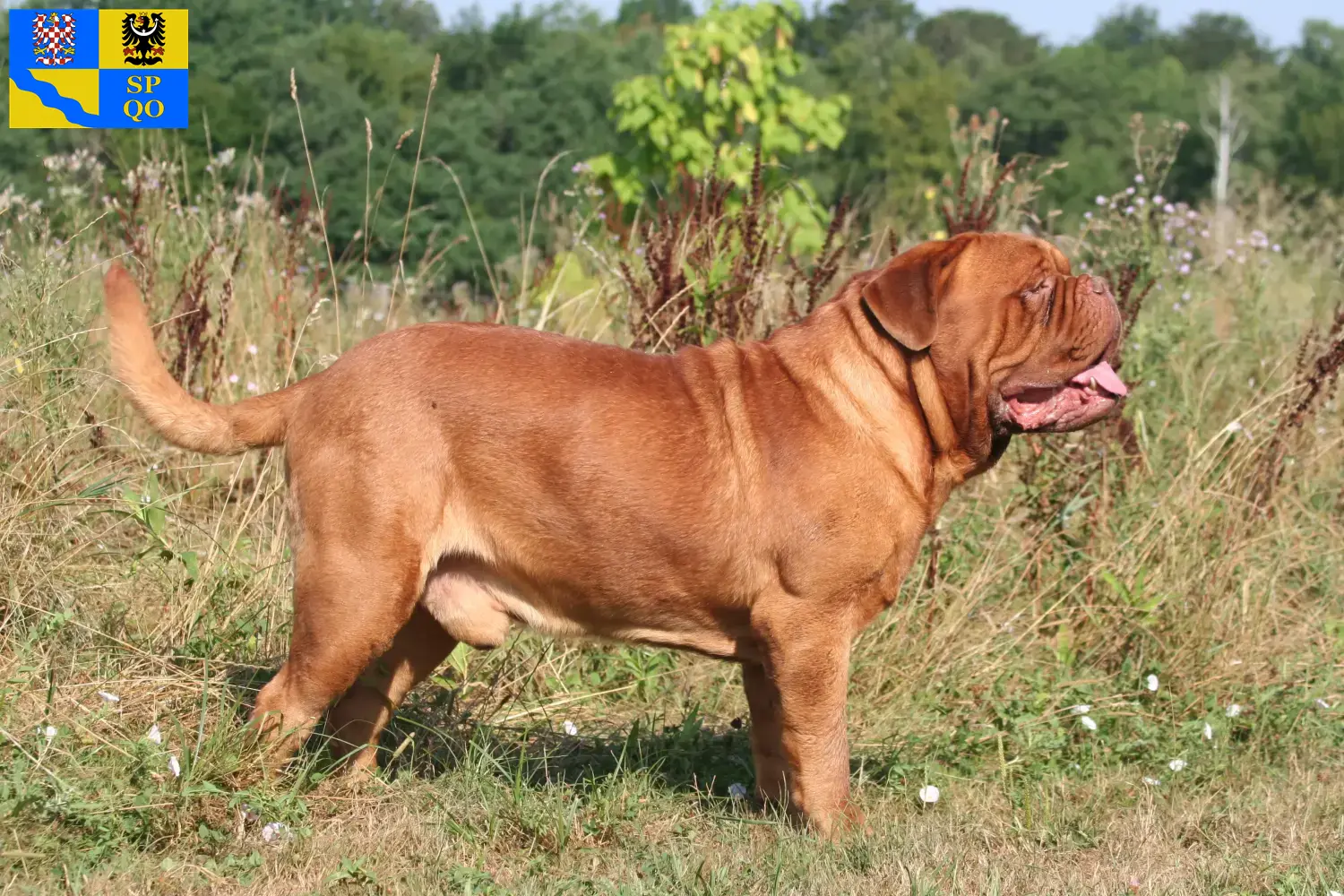 Dogue de Bordeaux štěňata a chovatelé Olomouc Zde najdete chovatele dogue de bordeaux v Olomouci.