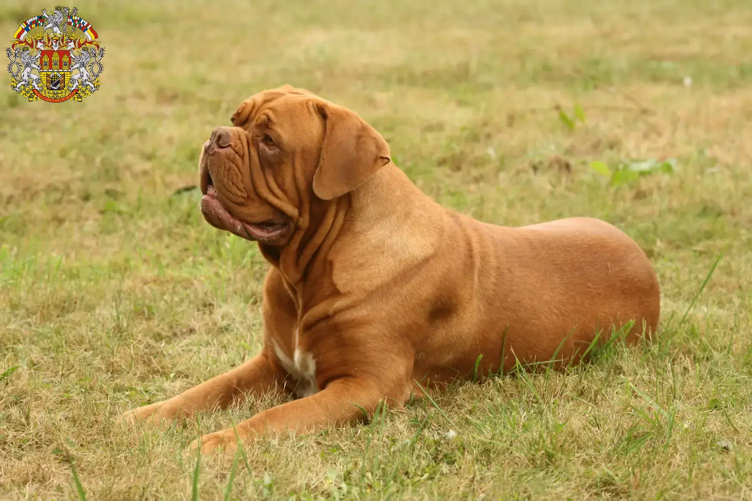 Dogue de Bordeaux štěňata a chovatelé Praha Najděte chovatele Dogue de Bordeaux v Praze.
