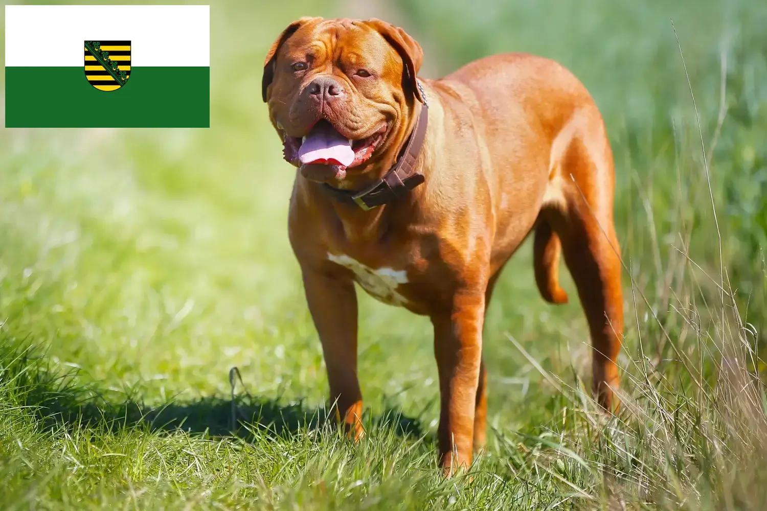 Dogue de Bordeaux štěňata a chovatelé Sasko Zde najdete chovatele dogue de bordeaux v Sasku.