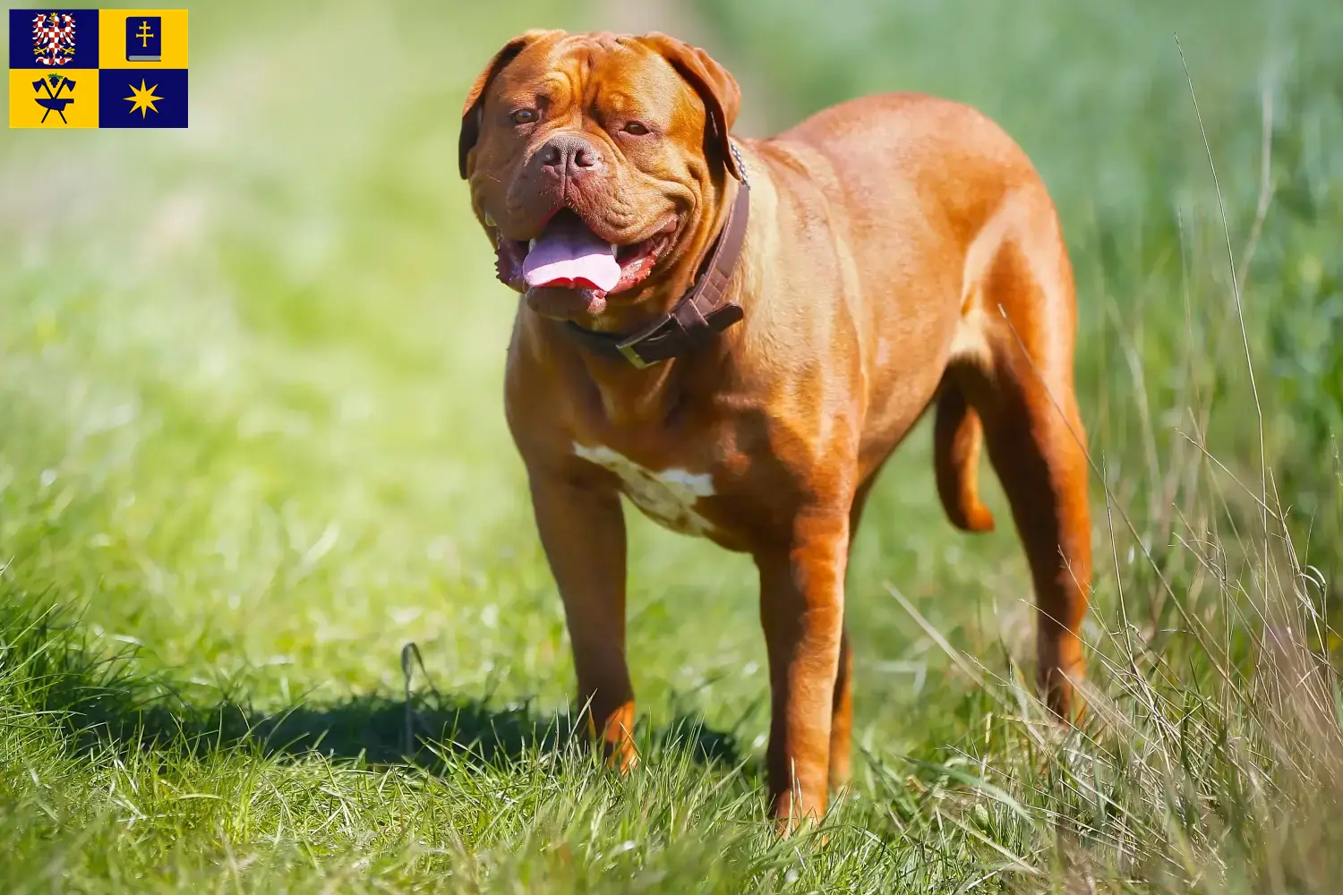 Dogue de Bordeaux štěňata a chovatel Zlín Zde najdete chovatele Dogue de Bordeaux ve Zlíně.