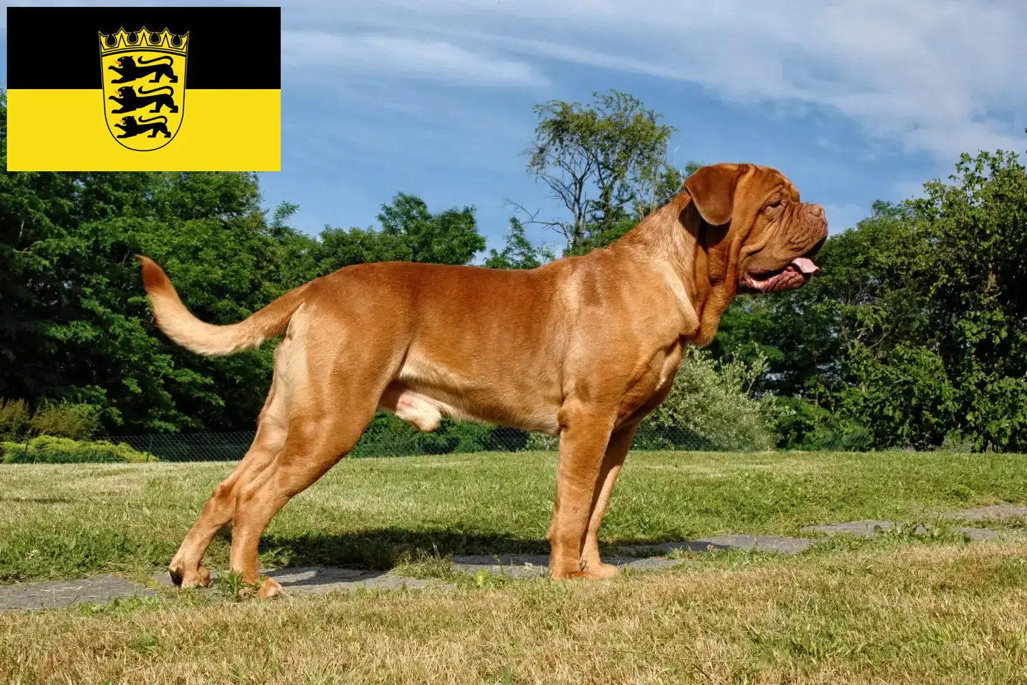 Dogue de Bordeaux štěňata a chovatelé Bádensko-Württembersko Zde najdete chovatele dogue de bordeaux v Bádensku-Württembersku.