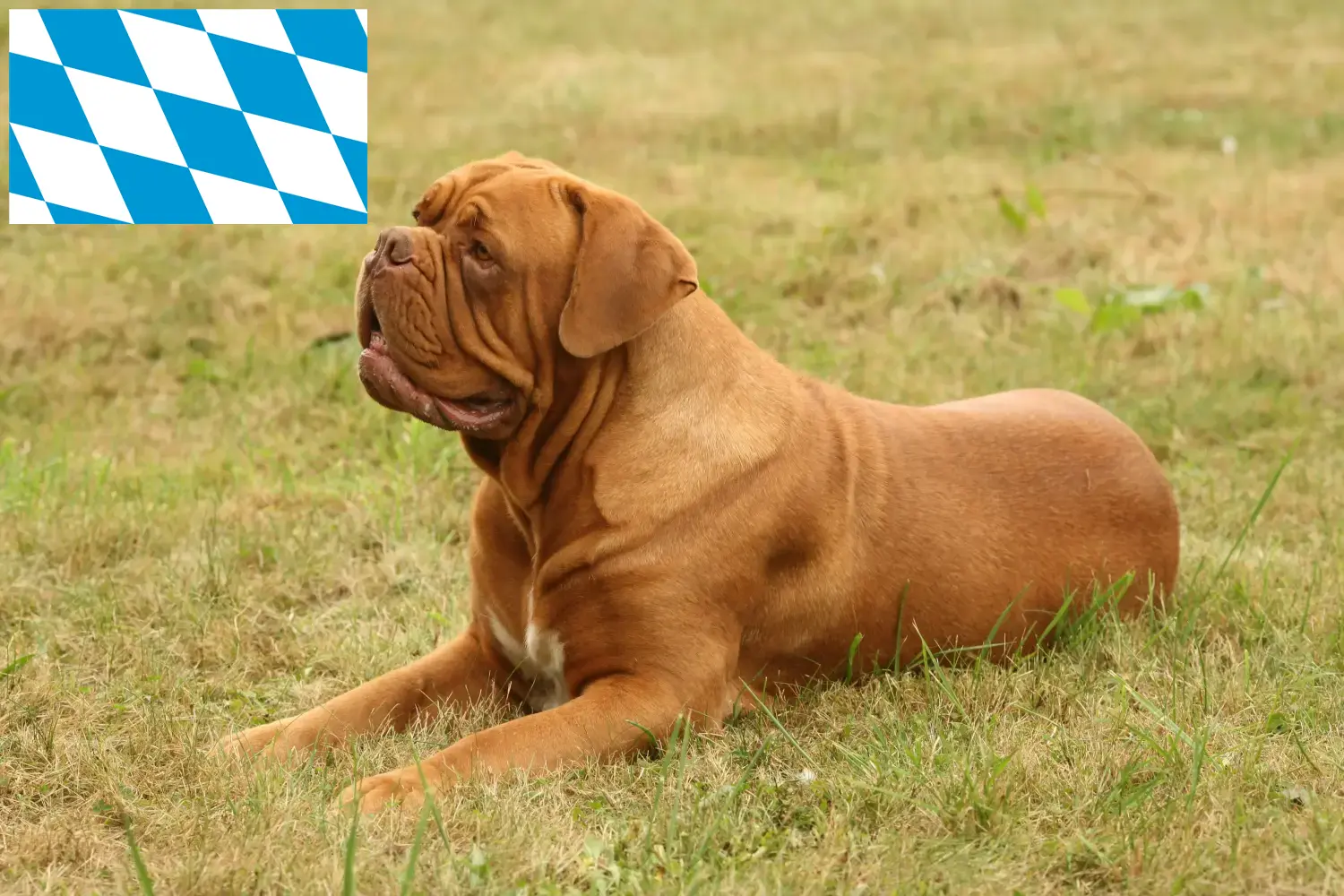Dogue de Bordeaux štěňata a chovatel Bavorsko Zde najdete chovatele dogue de bordeaux v Bavorsku.