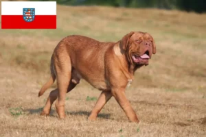 Přečtete si více ze článku Chovatelé a štěňata Dogue de Bordeaux v Durynsku