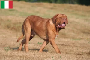 Přečtete si více ze článku Chovatelé a štěňata Dogue de Bordeaux v Itálii