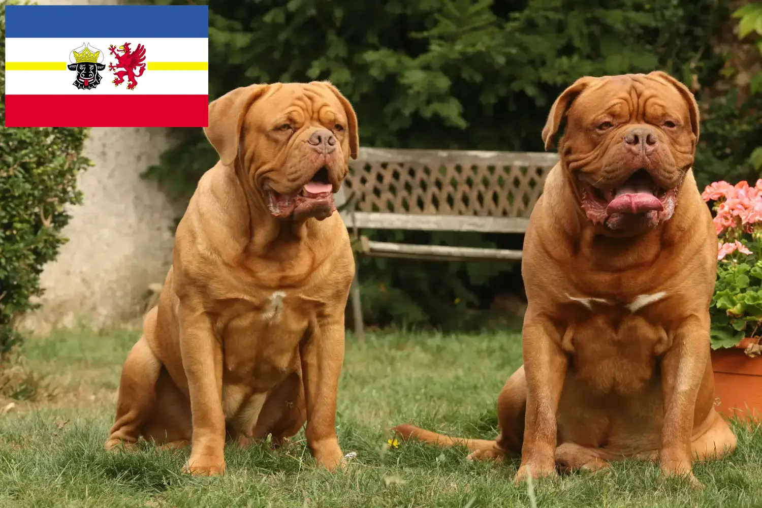 Dogue de Bordeaux štěňata a chovatelé Meklenbursko-Přední Pomořansko Zde najdete chovatele dogue de bordeaux v Meklenbursku-Předním Pomořansku.