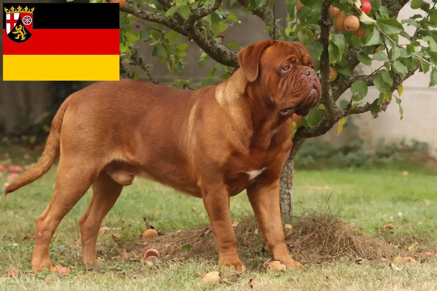 Dogue de Bordeaux štěňata a chovatelé Porýní-Falc Zde najdete chovatele dogue de bordeaux v Porýní-Falci.