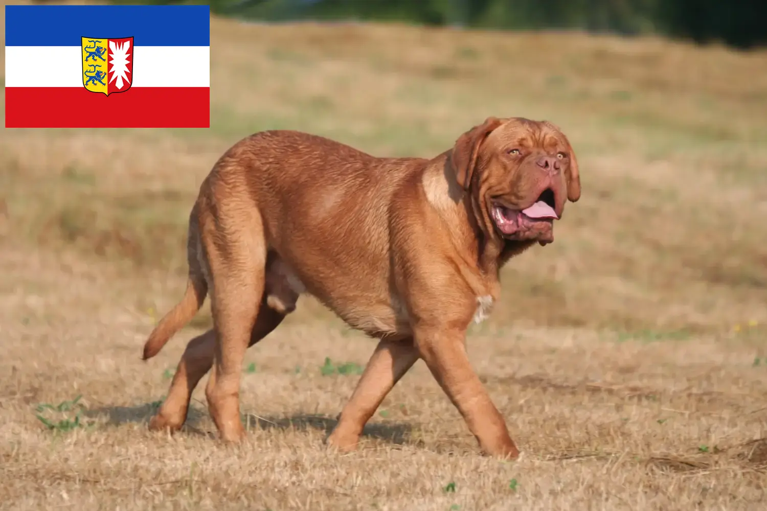 Dogue de Bordeaux štěňata a chovatelé Šlesvicko-Holštýnsko Zde najdete chovatele dogue de bordeaux ve Šlesvicku-Holštýnsku.