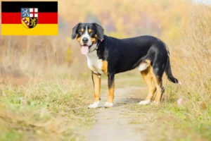 Přečtete si více ze článku Entlebuch horský pes chovatel a štěňata v Sársku