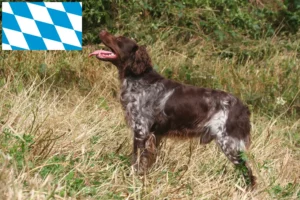 Přečtete si více ze článku Epagneul Breton chovatelé a štěňata v Bavorsku