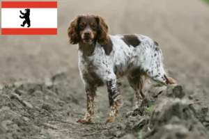 Přečtete si více ze článku Chovatelé a štěňata plemene Epagneul Breton v Berlíně