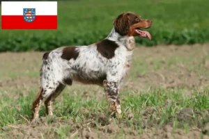 Přečtete si více ze článku Epagneul Breton chovatelé a štěňata v Durynsku