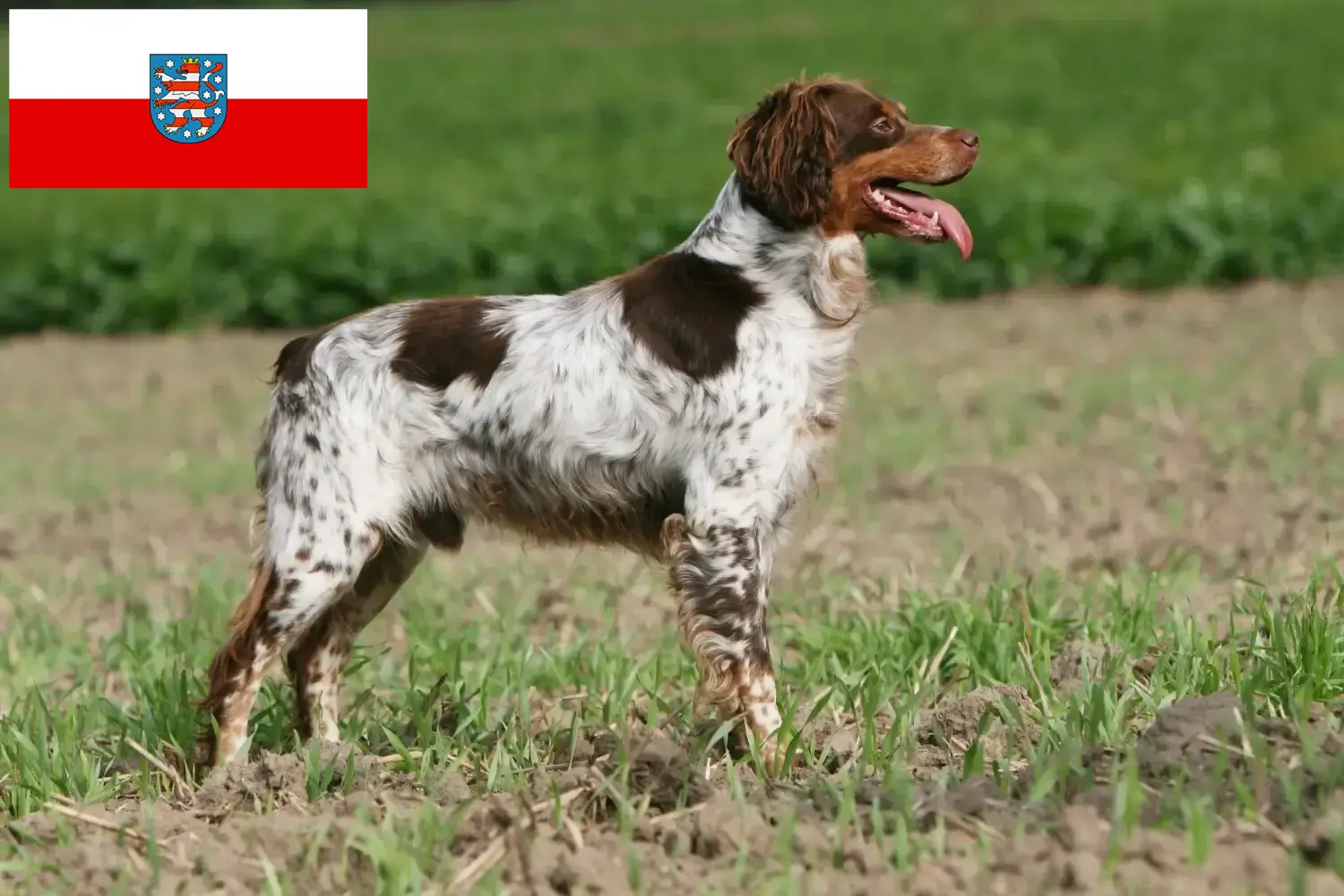 Přečtete si více ze článku Epagneul Breton chovatelé a štěňata v Durynsku