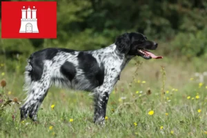 Přečtete si více ze článku Epagneul Breton chovatelé a štěňata v Hamburku