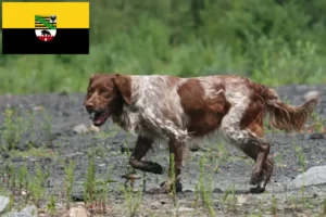 Přečtete si více ze článku Epagneul Breton chovatelé a štěňata v Sasku-Anhaltsku