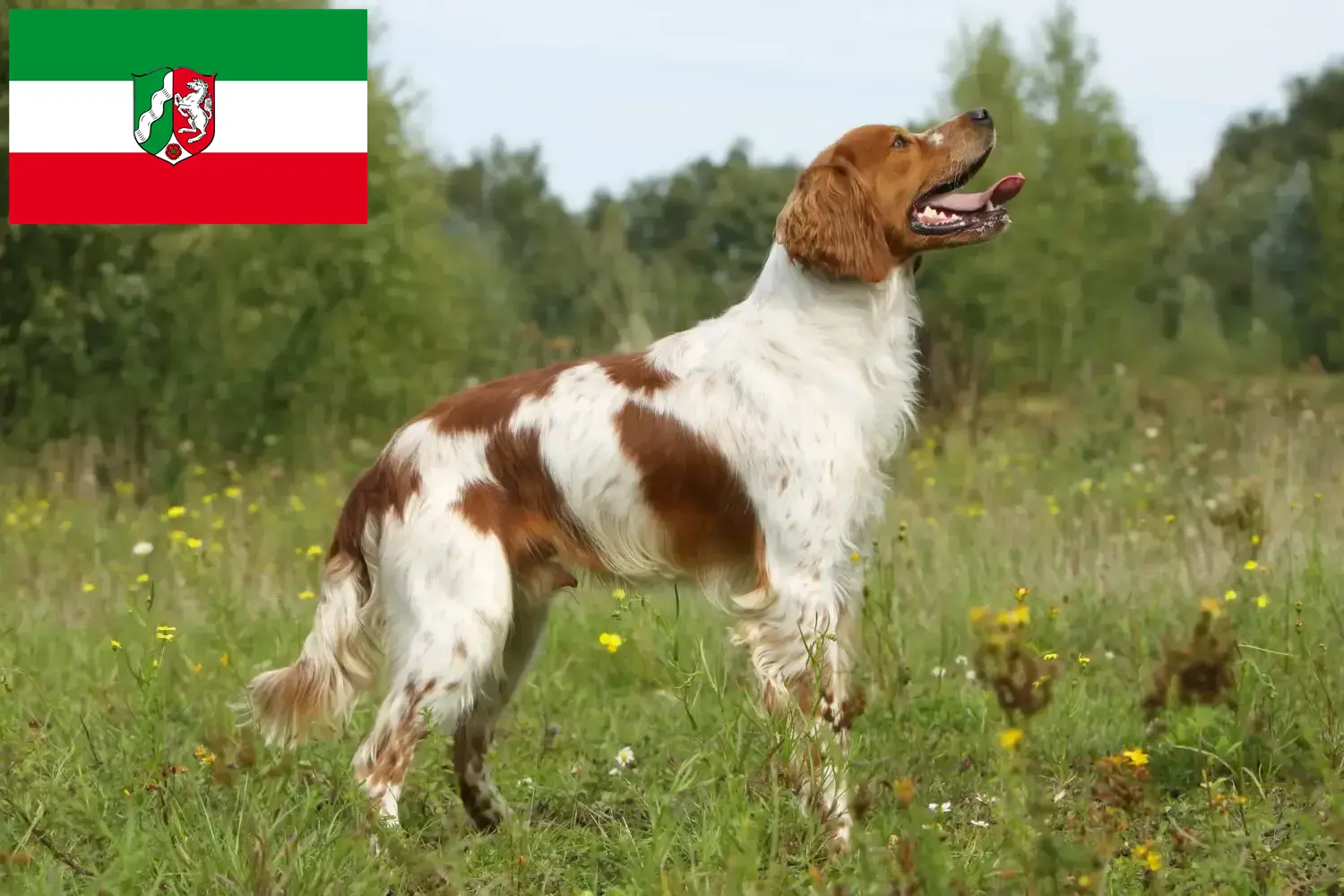 Epagneul Breton štěňata a chovatelé Severní Porýní-Vestfálsko Zde najdete chovatele plemene Epagneul Breton v Severním Porýní-Vestfálsku.