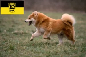 Přečtete si více ze článku Chovatelé Eurasier a štěňata v Bádensku-Württembersku