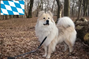 Přečtete si více ze článku Chovatelé Eurasier a štěňata v Bavorsku