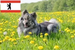 Přečtete si více ze článku Chovatel Eurasier a štěňata v Berlíně
