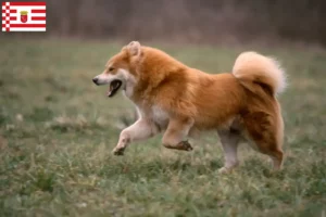 Přečtete si více ze článku Chovatel Eurasier a štěňata v Brémách
