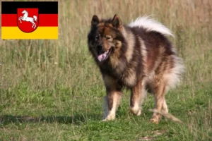 Přečtete si více ze článku Chovatelé Eurasier a štěňata v Dolním Sasku