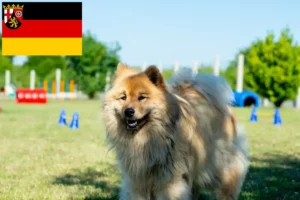 Přečtete si více ze článku Chovatelé eurasierů a štěňat v Porýní-Falci