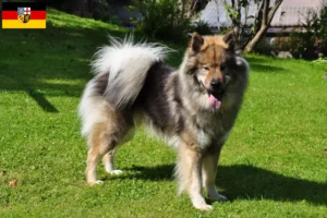 Přečtete si více ze článku Chovatelé Eurasier a štěňata v Sársku
