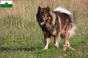 Přečtete si více ze článku Chovatelé Eurasier a štěňata v Sasku