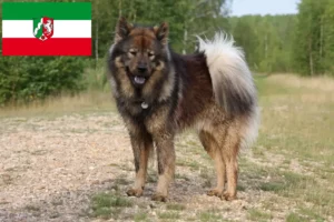 Přečtete si více ze článku Chovatelé Eurasier a štěňata v Severním Porýní-Vestfálsku