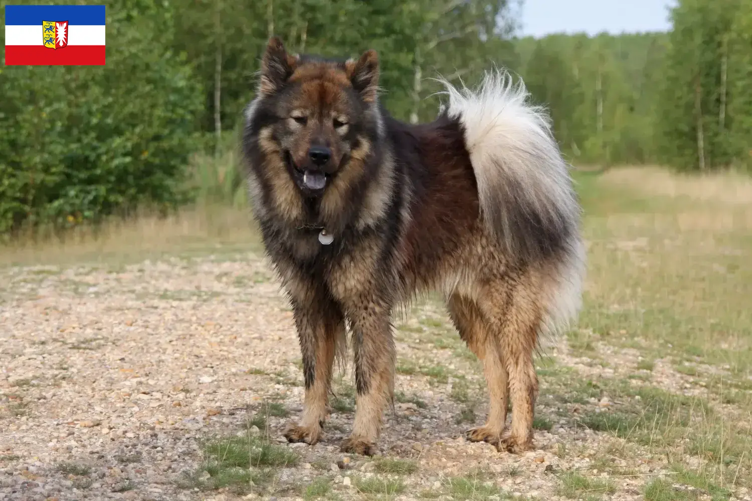 Přečtete si více ze článku Chovatelé Eurasier a štěňata ve Šlesvicku-Holštýnsku
