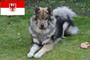Přečtete si více ze článku Chovatelé Eurasier a štěňata v Brandenburgu