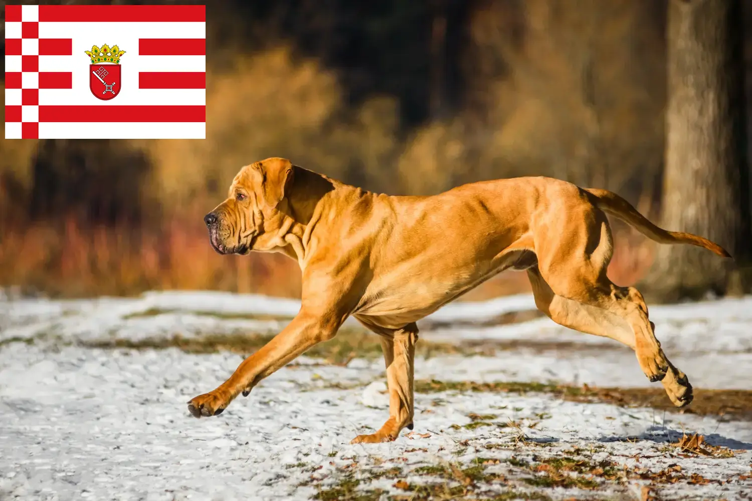 Fila Brasileiro štěňata a chovatelé Brémy Zde najdete chovatele plemene Fila Brasileiros v Brémách.