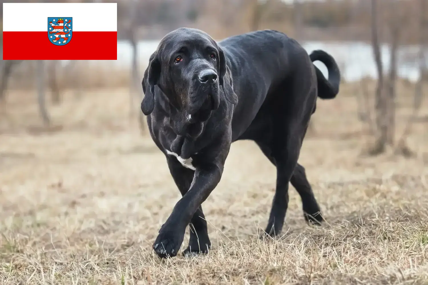 Fila Brasileiro štěňata a chovatelé Durynsko Zde najdete chovatele plemene Fila Brasileiros v Durynsku.