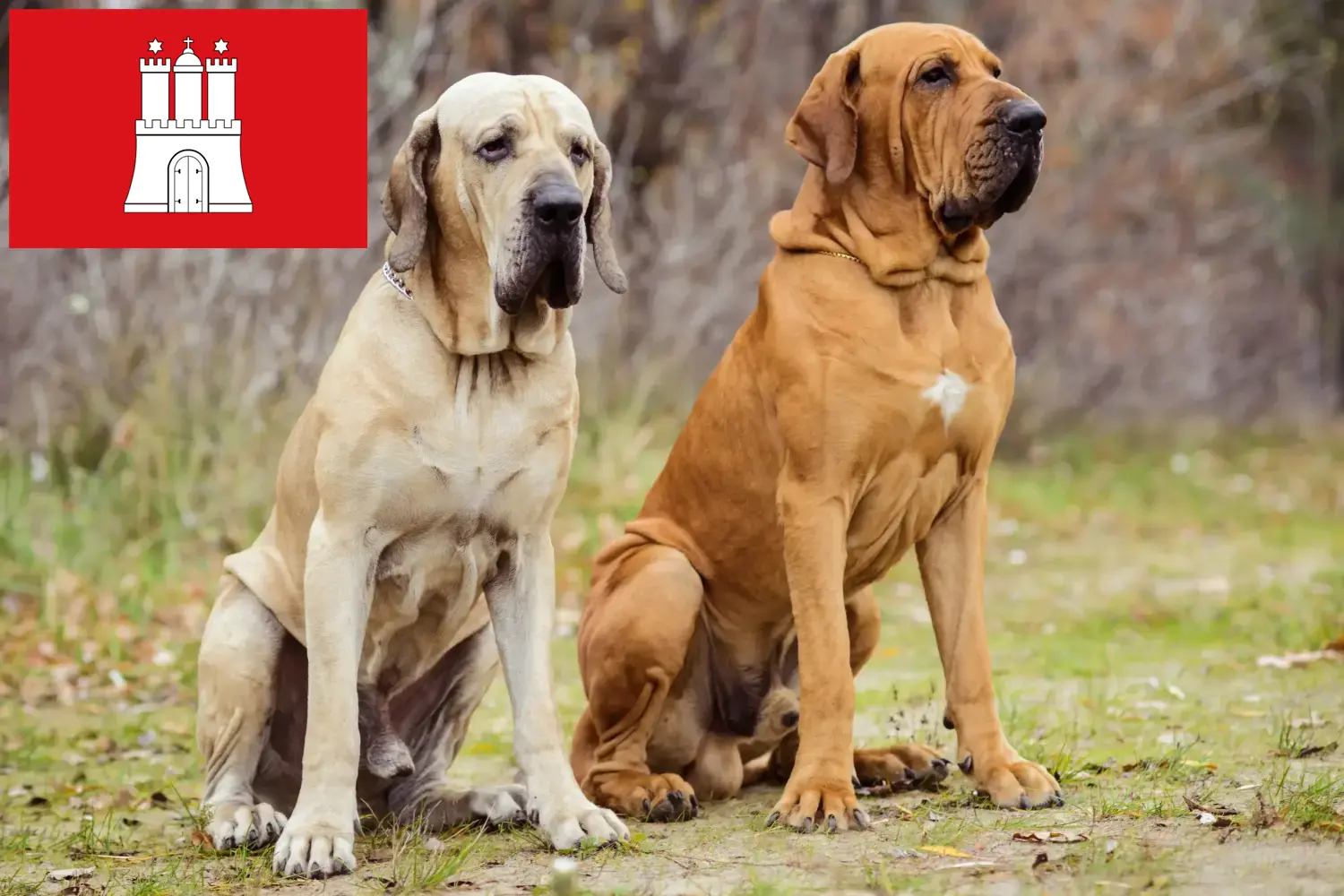 Fila Brasileiro štěňata a chovatelé Hamburk Zde najdete chovatele plemene Fila Brasileiros v Hamburku.