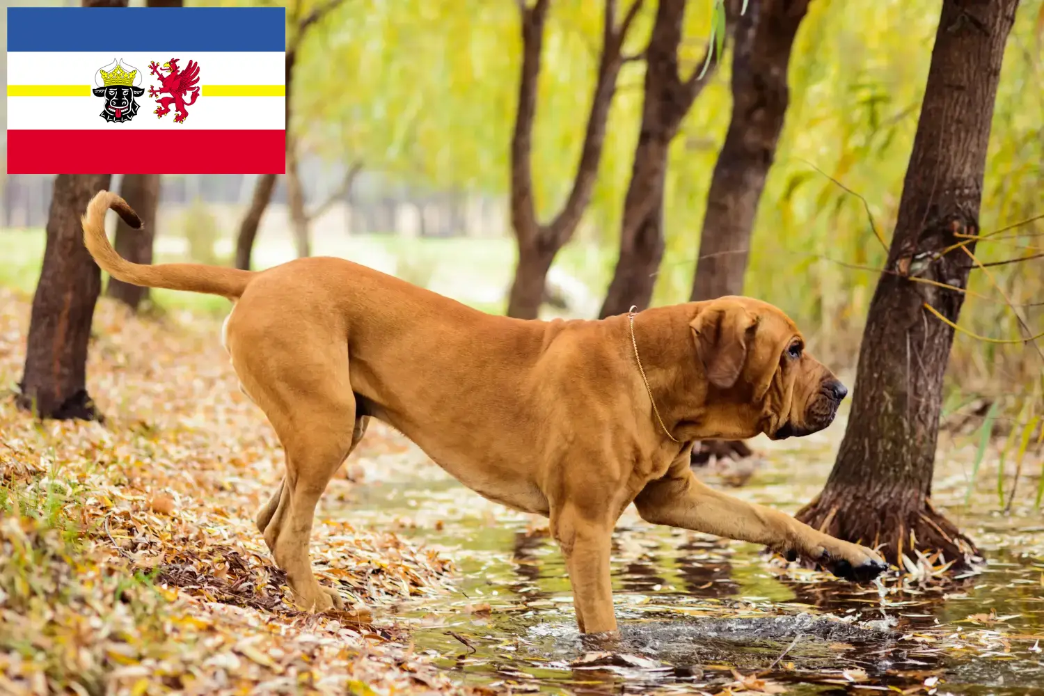 Fila Brasileiro štěňata a chovatelé Mecklenburg-Vorpommern Zde najdete chovatele plemene Fila Brasileiros v Meklenbursku-Předním Pomořansku.