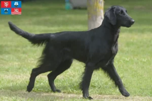 Přečtete si více ze článku Chovatelé a štěňata Flat Coated Retrieverů v Karlových Varech