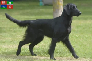 Přečtete si více ze článku Chovatelé Flat Coated Retrieverů a štěňat v Ústí