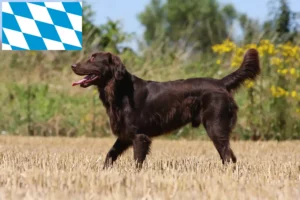 Přečtete si více ze článku Chovatelé a štěňata Flat Coated Retrieverů v Bavorsku