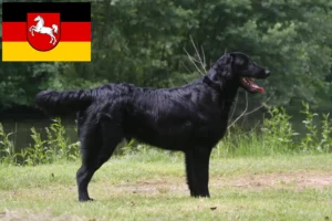 Přečtete si více ze článku Chovatelé a štěňata Flat Coated Retrieverů v Dolním Sasku