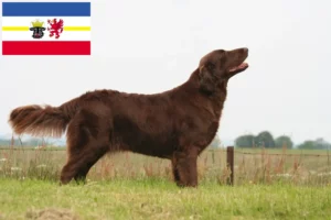 Přečtete si více ze článku Chovatelé a štěňata Flat Coated Retrieverů v Meklenbursku-Předním Pomořansku