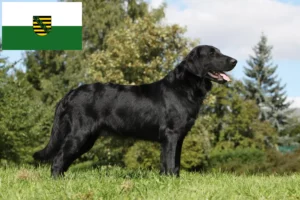 Přečtete si více ze článku Chovatelé a štěňata Flat Coated Retrieverů v Sasku