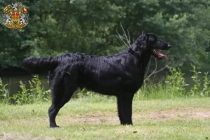 Přečtete si více ze článku Chovatelé Flat Coated Retrieverů a štěňat v Praze