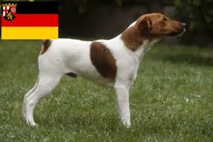 Přečtete si více ze článku Chovatelé foxteriérů a štěňat v Porýní-Falci