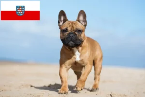 Přečtete si více ze článku Chovatelé francouzských buldočků a štěňat v Durynsku