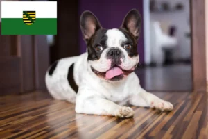 Přečtete si více ze článku Chovatelé francouzských buldočků a štěňat v Sasku