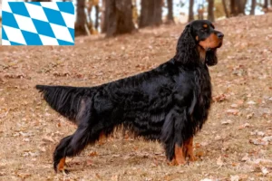 Přečtete si více ze článku Chovatelé gordonsetrů a štěňat v Bavorsku