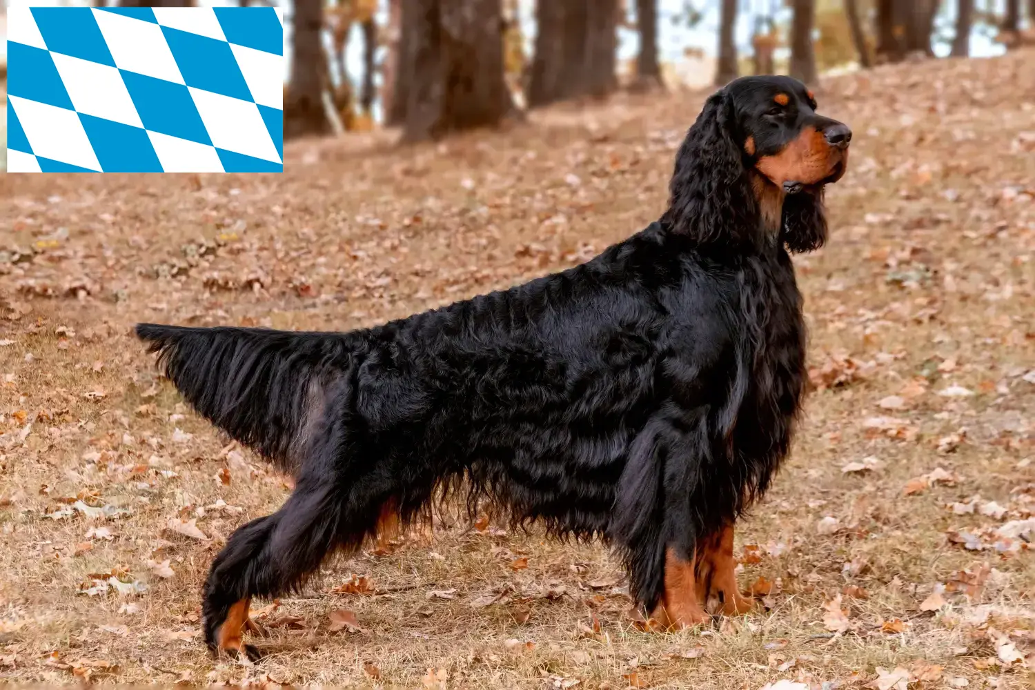 Gordon setr štěňata a chovatelé Bavorsko Zde najdete chovatele gordonsetrů v Bavorsku.