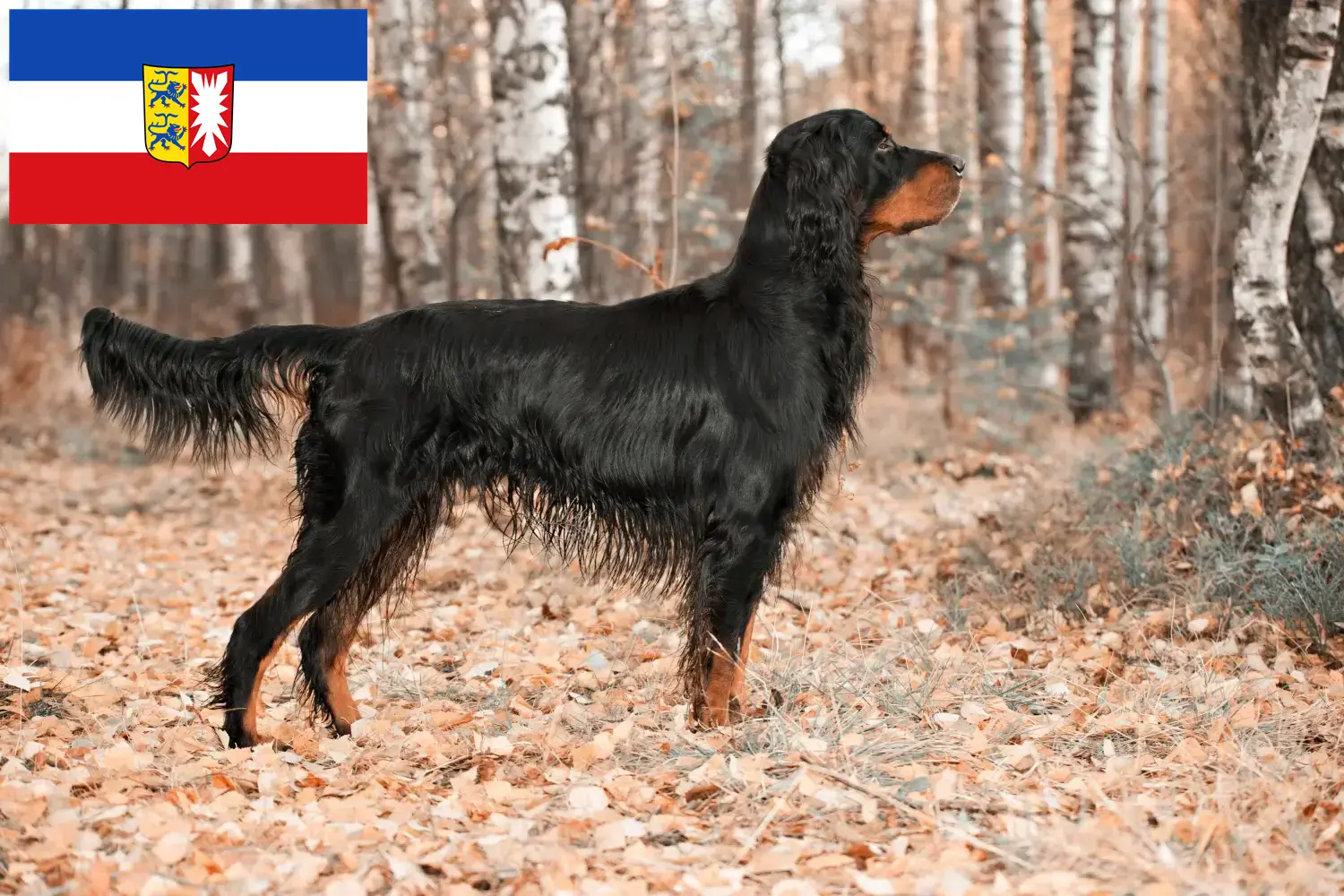 Štěňata a chovatelé gordonsetrů Šlesvicko-Holštýnsko Zde najdete chovatele gordonsetrů ve Šlesvicku-Holštýnsku.