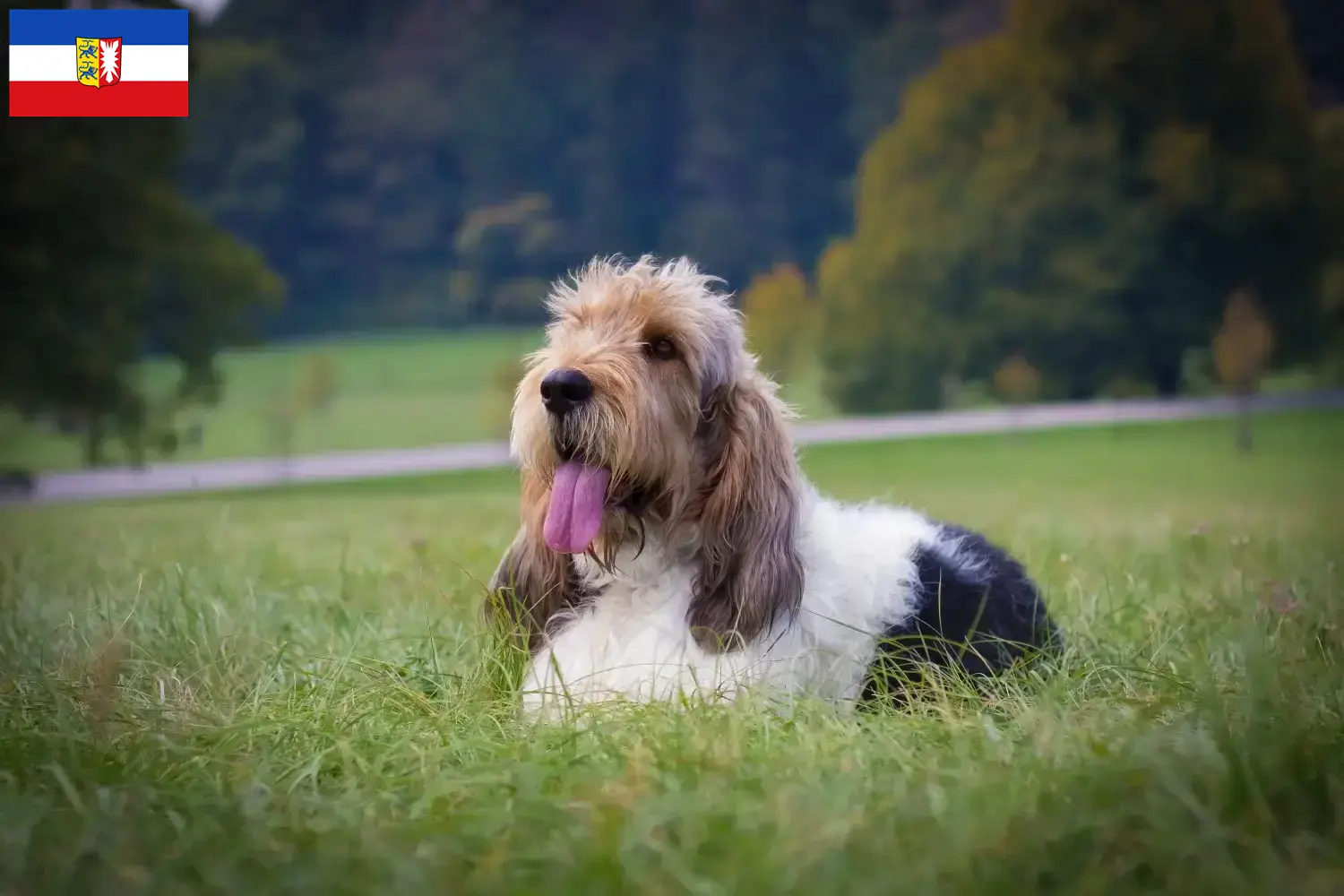 Grand Basset Griffon Vendéen štěňata a chovatelé Šlesvicko-Holštýnsko Najděte chovatele Grand Basset Griffon Vendéens ve Šlesvicku-Holštýnsku.