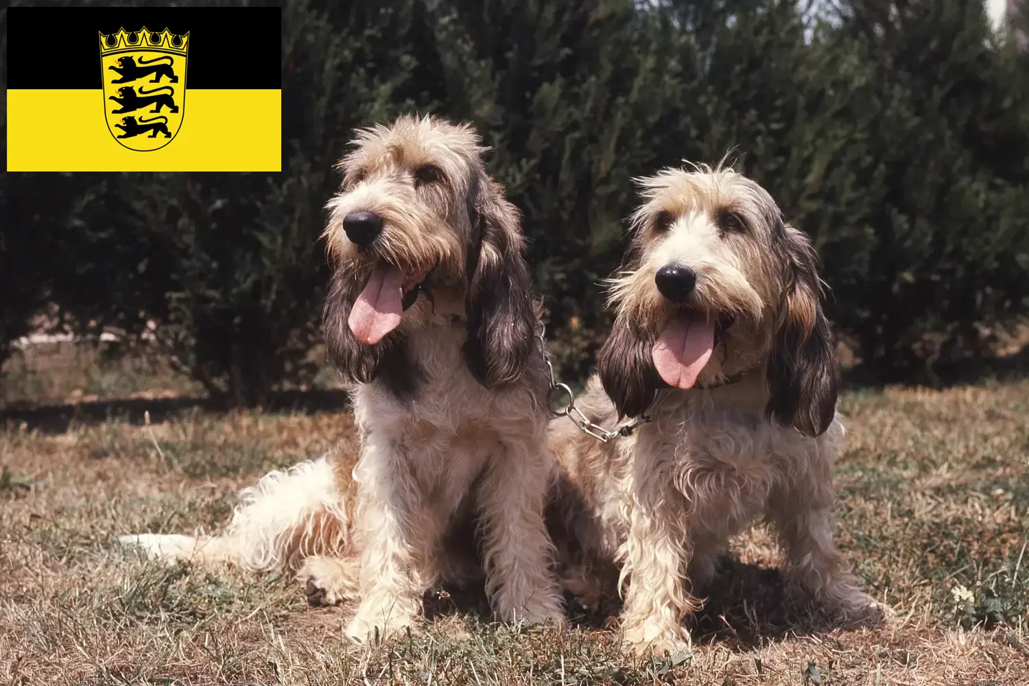Přečtete si více ze článku Chovatelé a štěňata Grand Basset Griffon Vendéen v Bádensku-Württembersku