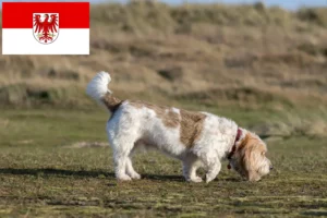 Přečtete si více ze článku Chovatelé a štěňata Grand Basset Griffon Vendéen v Brandenburgu